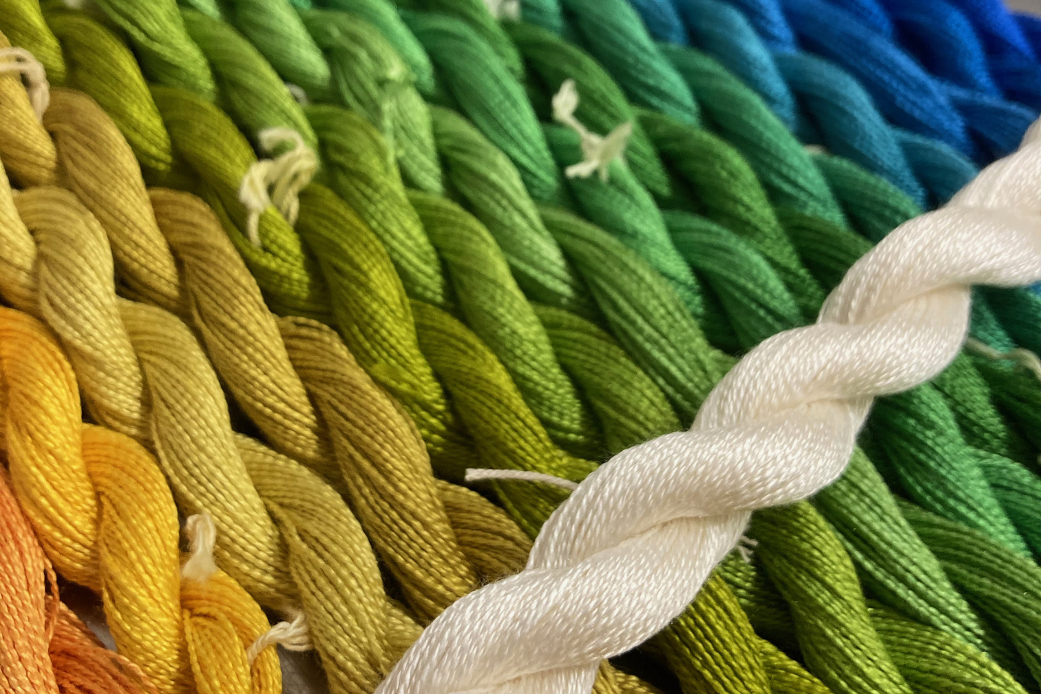 Close-up of a dozen small skeins of silk yarn dyed in a yellow-green-blue gradient, with another skein of white silk on top.